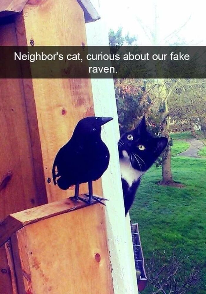 43 Cat Memes Shared By This Page That Prove Our Feline Friends Are The Funniest Creatures