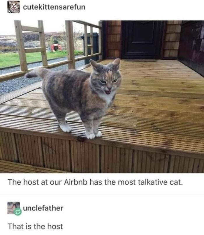 43 Cat Memes Shared By This Page That Prove Our Feline Friends Are The Funniest Creatures