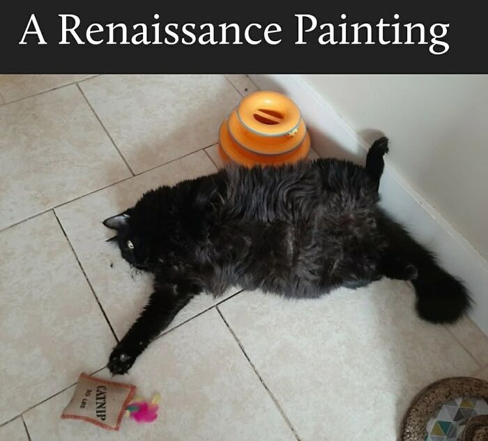 43 Cat Memes Shared By This Page That Prove Our Feline Friends Are The Funniest Creatures