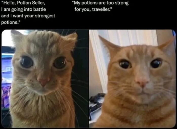 43 Cat Memes Shared By This Page That Prove Our Feline Friends Are The Funniest Creatures