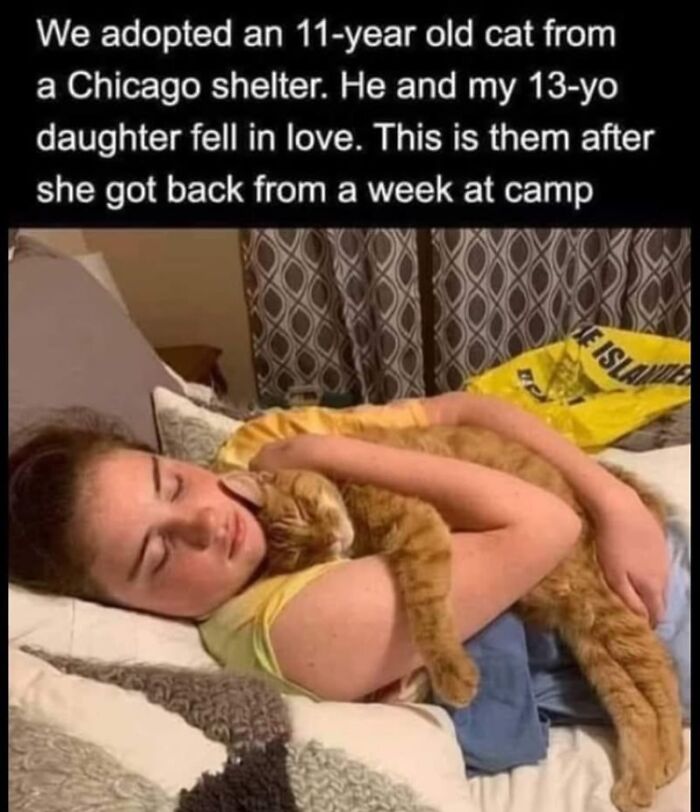 43 Cat Memes Shared By This Page That Prove Our Feline Friends Are The Funniest Creatures