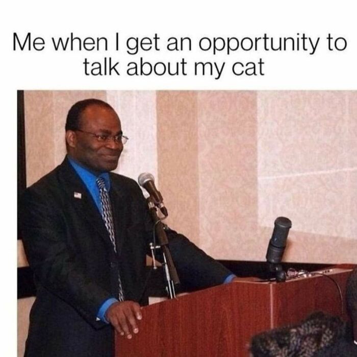 43 Cat Memes Shared By This Page That Prove Our Feline Friends Are The Funniest Creatures