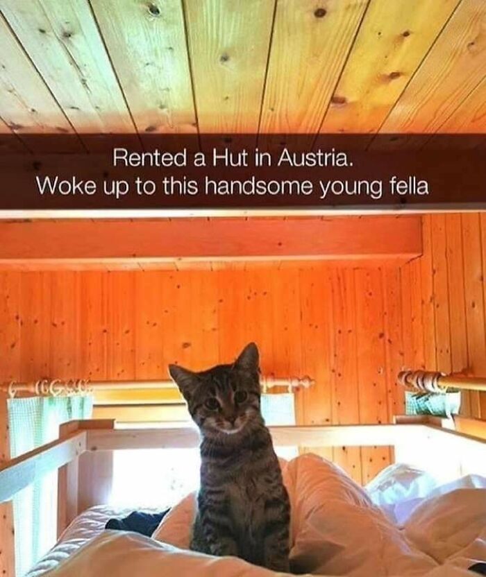 43 Cat Memes Shared By This Page That Prove Our Feline Friends Are The Funniest Creatures