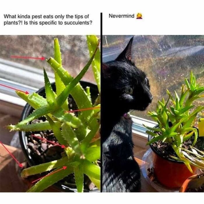 43 Cat Memes Shared By This Page That Prove Our Feline Friends Are The Funniest Creatures