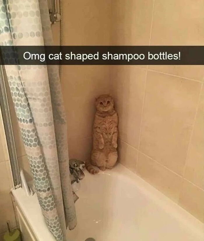 43 Cat Memes Shared By This Page That Prove Our Feline Friends Are The Funniest Creatures