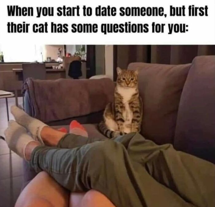 43 Cat Memes Shared By This Page That Prove Our Feline Friends Are The Funniest Creatures
