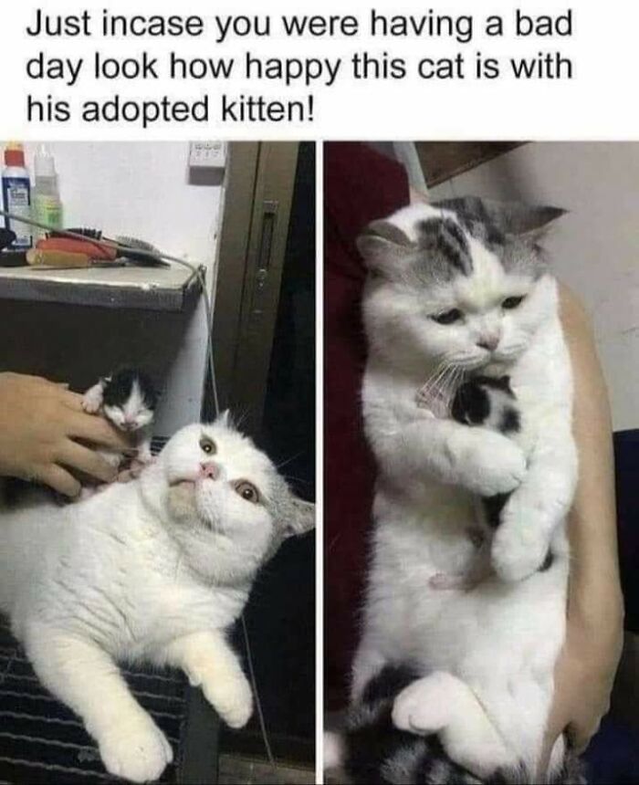 43 Cat Memes Shared By This Page That Prove Our Feline Friends Are The Funniest Creatures