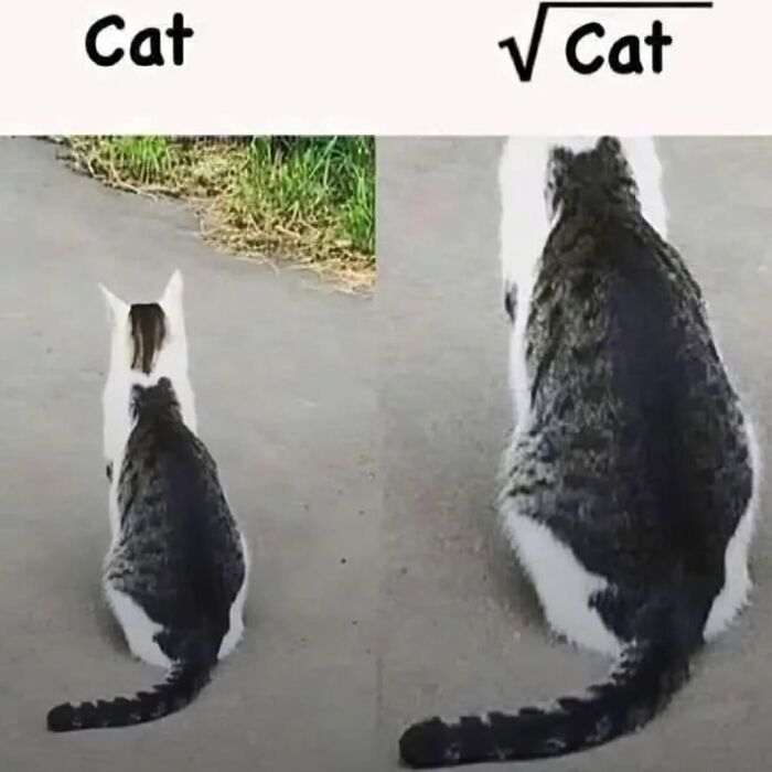 43 Cat Memes Shared By This Page That Prove Our Feline Friends Are The Funniest Creatures