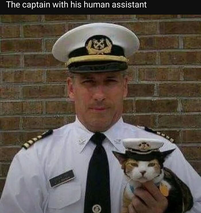 43 Cat Memes Shared By This Page That Prove Our Feline Friends Are The Funniest Creatures