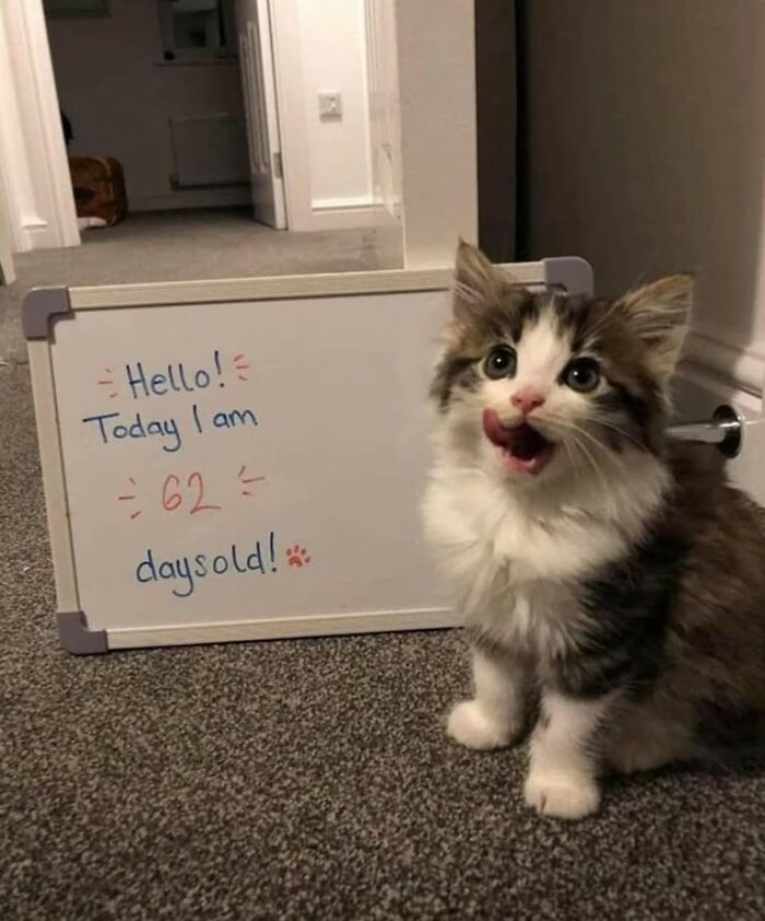 43 Cat Memes Shared By This Page That Prove Our Feline Friends Are The Funniest Creatures