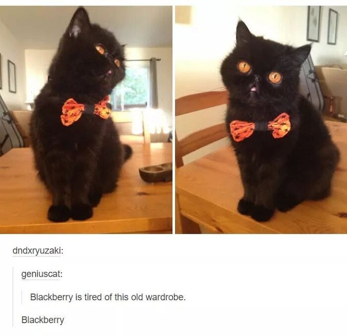 43 Cat Memes Shared By This Page That Prove Our Feline Friends Are The Funniest Creatures