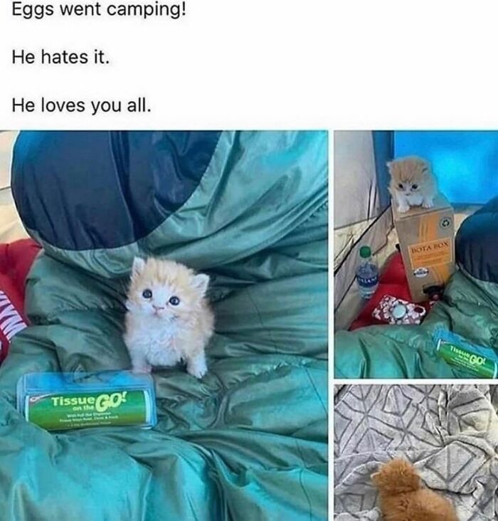 43 Cat Memes Shared By This Page That Prove Our Feline Friends Are The Funniest Creatures