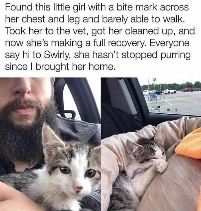 43 Cat Memes Shared By This Page That Prove Our Feline Friends Are The Funniest Creatures