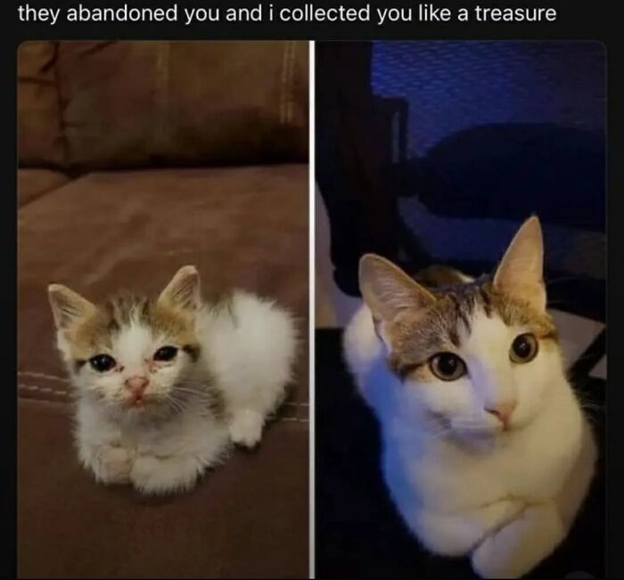 43 Cat Memes Shared By This Page That Prove Our Feline Friends Are The Funniest Creatures