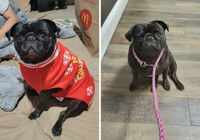 Family Accuses Vet Employee Of Secretly Taking Dog Home After They Paid To Put It To Sleep Family Accuses Vet Employee Of Secretly Taking Dog Home After They Paid To Put It To Sleep