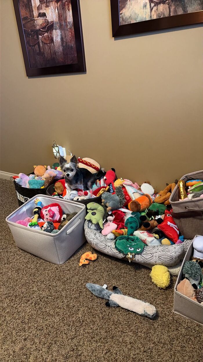 35 Pics Of Spoiled Pets Living Better Than Their Humans, Shared By People On Threads 35 Pics Of Spoiled Pets Living Better Than Their Humans, Shared By People On Threads