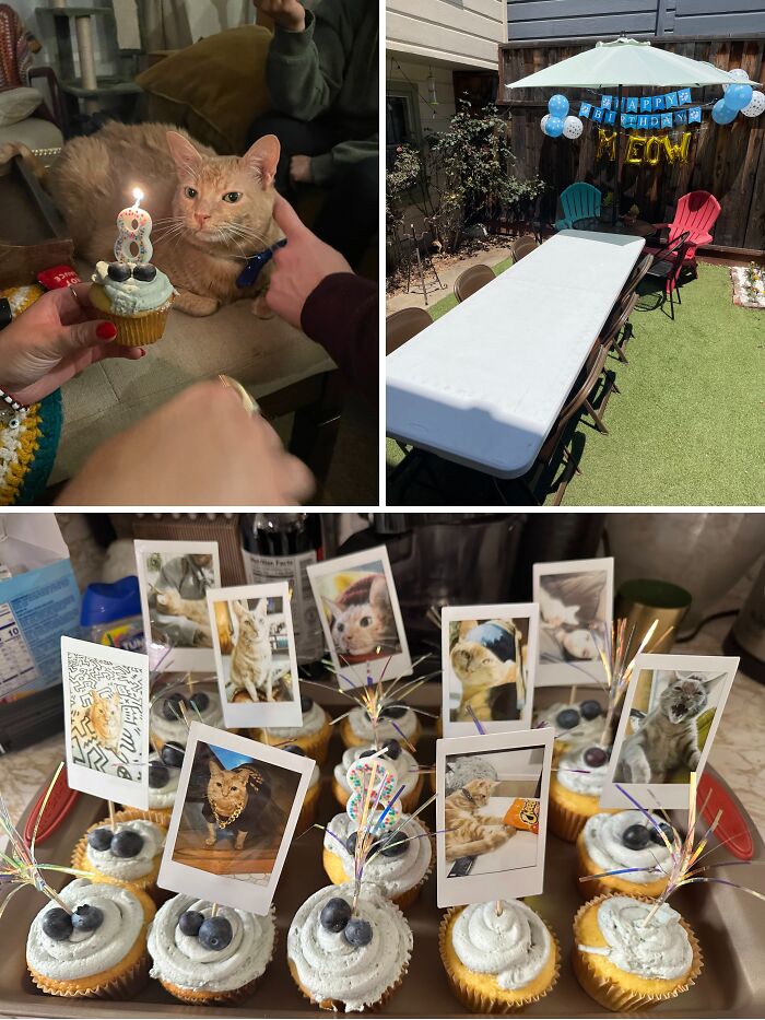 35 Pics Of Spoiled Pets Living Better Than Their Humans, Shared By People On Threads 35 Pics Of Spoiled Pets Living Better Than Their Humans, Shared By People On Threads