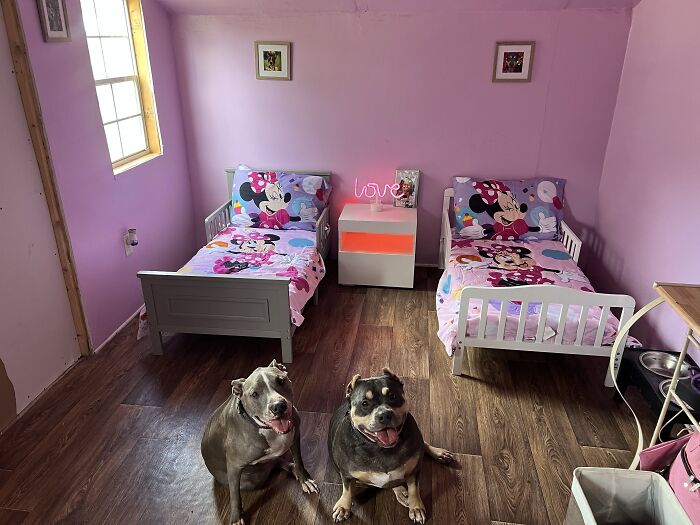 35 Pics Of Spoiled Pets Living Better Than Their Humans, Shared By People On Threads 35 Pics Of Spoiled Pets Living Better Than Their Humans, Shared By People On Threads