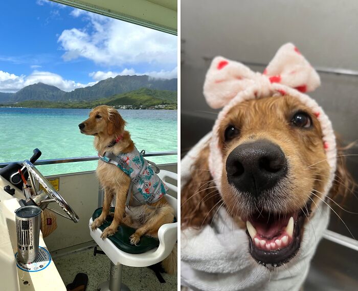 35 Pics Of Spoiled Pets Living Better Than Their Humans, Shared By People On Threads 35 Pics Of Spoiled Pets Living Better Than Their Humans, Shared By People On Threads