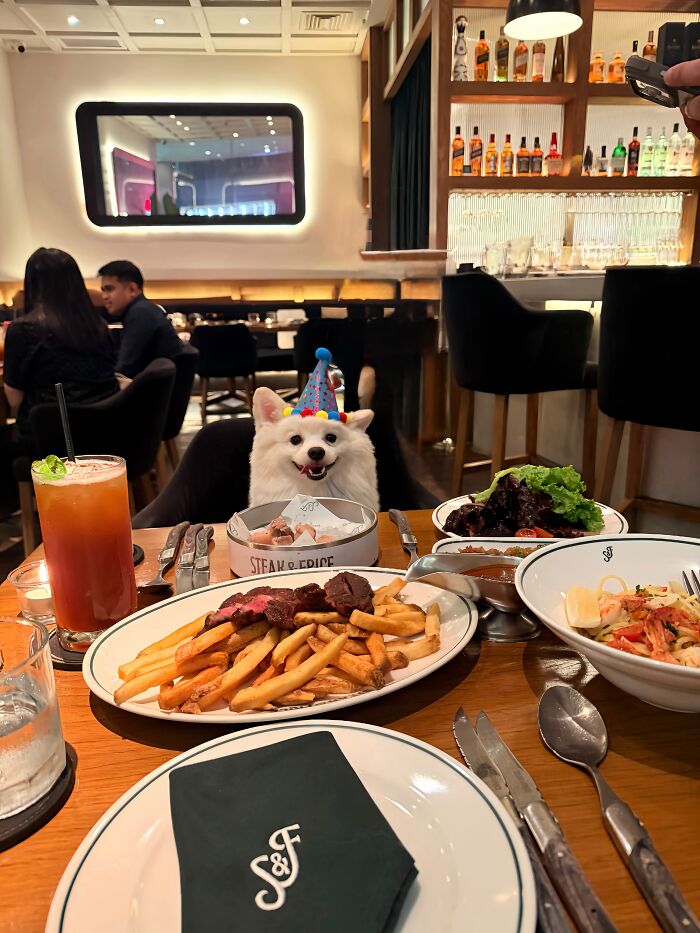 35 Pics Of Spoiled Pets Living Better Than Their Humans, Shared By People On Threads 35 Pics Of Spoiled Pets Living Better Than Their Humans, Shared By People On Threads