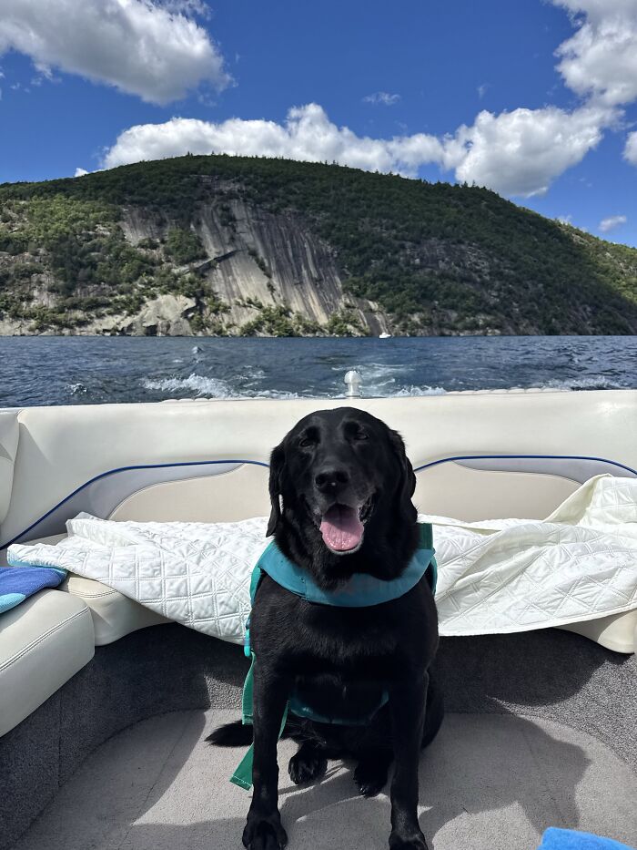 35 Pics Of Spoiled Pets Living Better Than Their Humans, Shared By People On Threads 35 Pics Of Spoiled Pets Living Better Than Their Humans, Shared By People On Threads