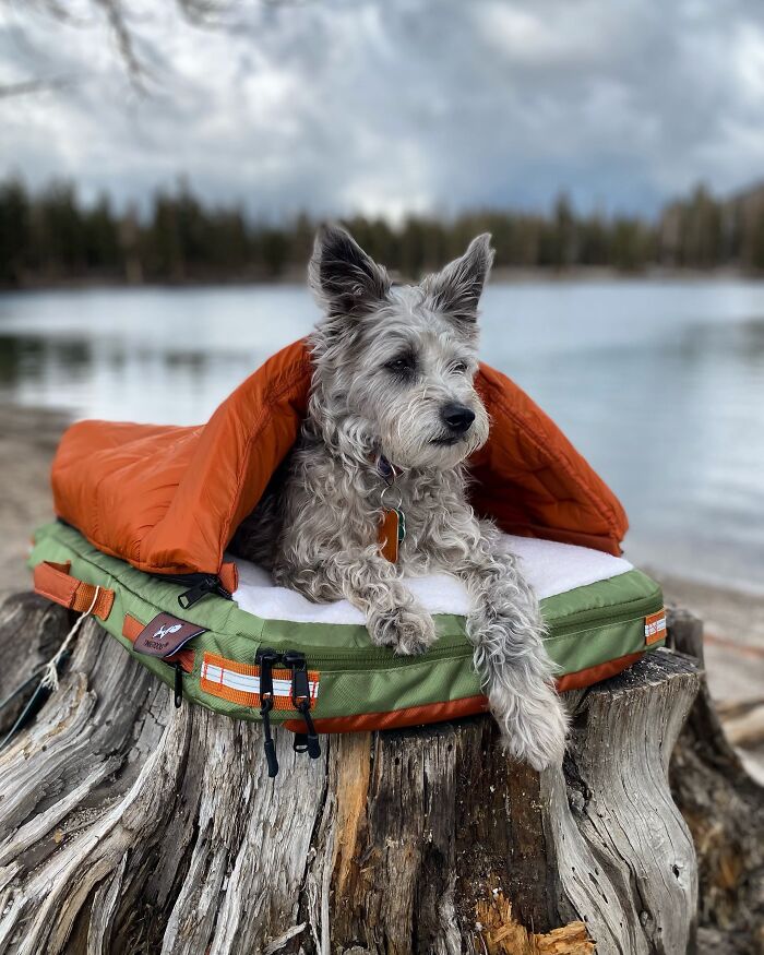 35 Pics Of Spoiled Pets Living Better Than Their Humans, Shared By People On Threads 35 Pics Of Spoiled Pets Living Better Than Their Humans, Shared By People On Threads