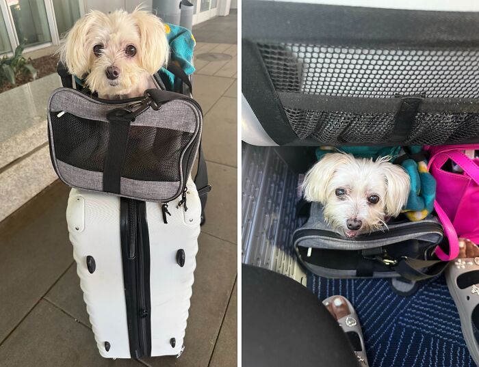 35 Pics Of Spoiled Pets Living Better Than Their Humans, Shared By People On Threads 35 Pics Of Spoiled Pets Living Better Than Their Humans, Shared By People On Threads
