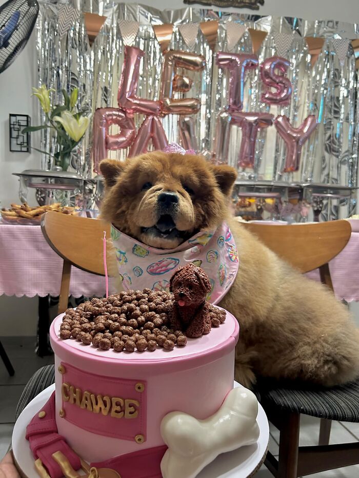 35 Pics Of Spoiled Pets Living Better Than Their Humans, Shared By People On Threads 35 Pics Of Spoiled Pets Living Better Than Their Humans, Shared By People On Threads