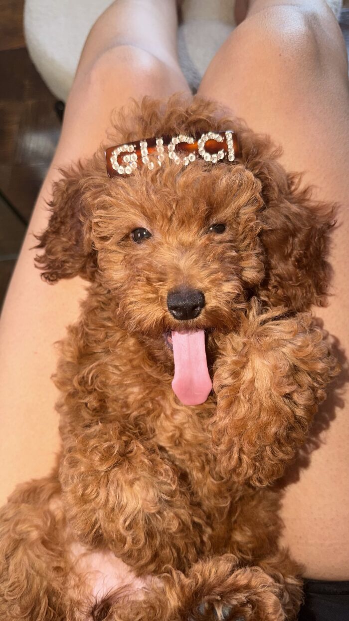 35 Pics Of Spoiled Pets Living Better Than Their Humans, Shared By People On Threads 35 Pics Of Spoiled Pets Living Better Than Their Humans, Shared By People On Threads