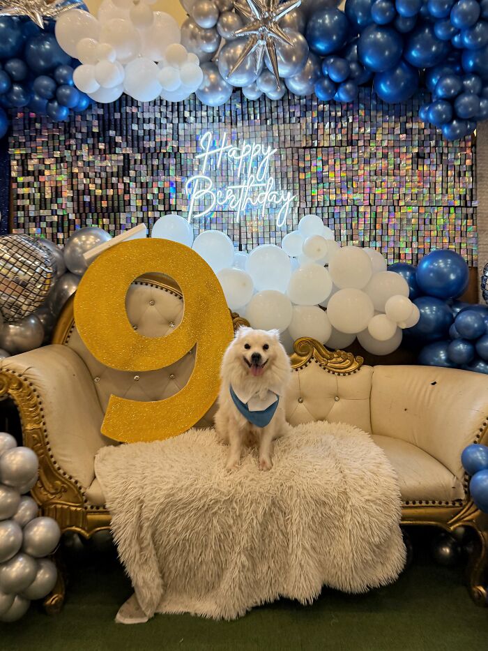 35 Pics Of Spoiled Pets Living Better Than Their Humans, Shared By People On Threads 35 Pics Of Spoiled Pets Living Better Than Their Humans, Shared By People On Threads