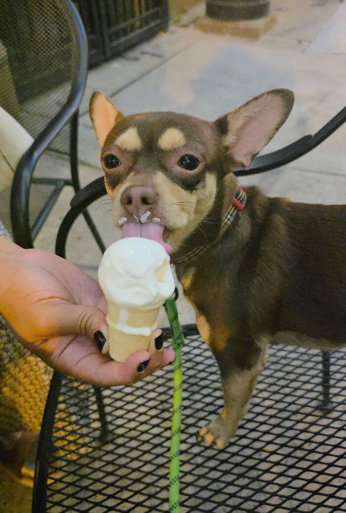35 Pics Of Spoiled Pets Living Better Than Their Humans, Shared By People On Threads 35 Pics Of Spoiled Pets Living Better Than Their Humans, Shared By People On Threads