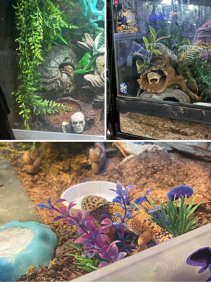 35 Pics Of Spoiled Pets Living Better Than Their Humans, Shared By People On Threads 35 Pics Of Spoiled Pets Living Better Than Their Humans, Shared By People On Threads