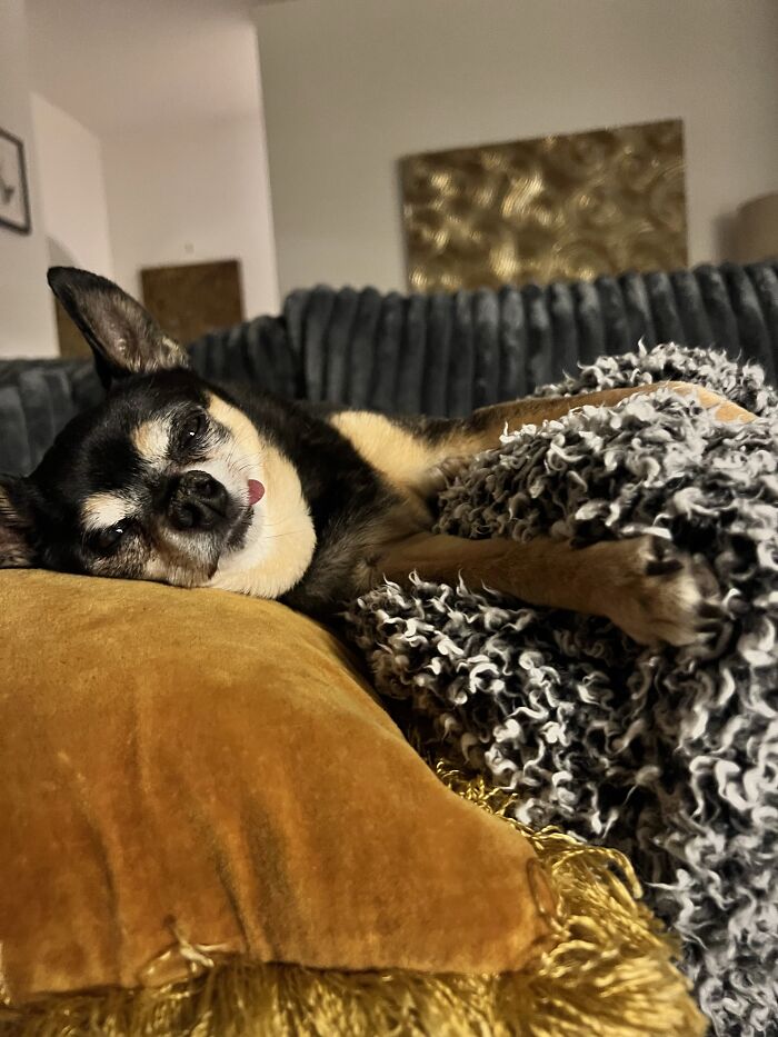 35 Pics Of Spoiled Pets Living Better Than Their Humans, Shared By People On Threads 35 Pics Of Spoiled Pets Living Better Than Their Humans, Shared By People On Threads