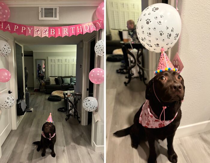 35 Pics Of Spoiled Pets Living Better Than Their Humans, Shared By People On Threads 35 Pics Of Spoiled Pets Living Better Than Their Humans, Shared By People On Threads