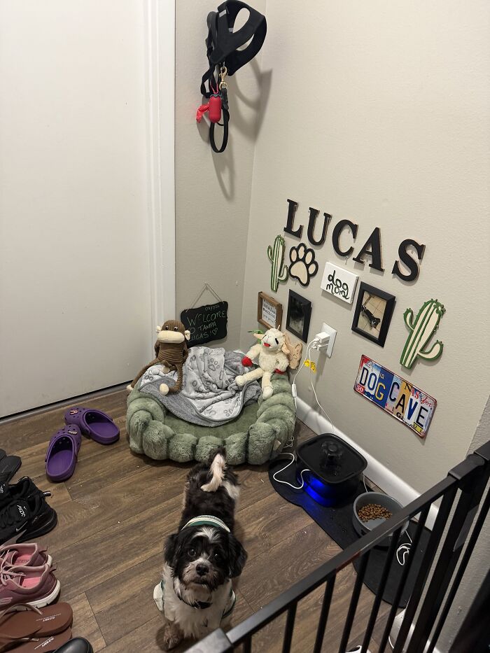 35 Pics Of Spoiled Pets Living Better Than Their Humans, Shared By People On Threads 35 Pics Of Spoiled Pets Living Better Than Their Humans, Shared By People On Threads