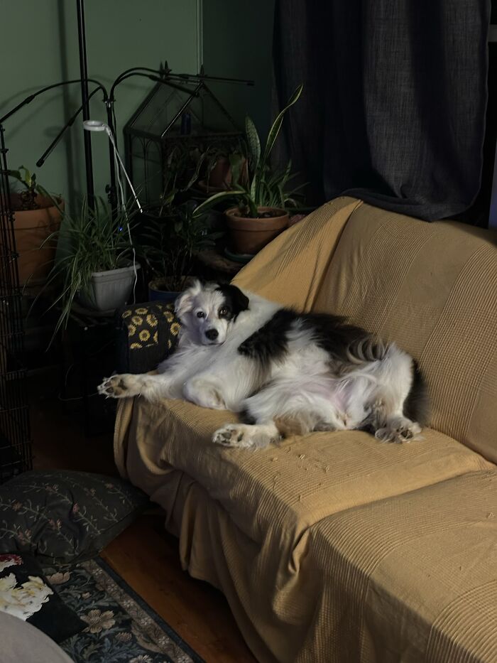35 Pics Of Spoiled Pets Living Better Than Their Humans, Shared By People On Threads 35 Pics Of Spoiled Pets Living Better Than Their Humans, Shared By People On Threads