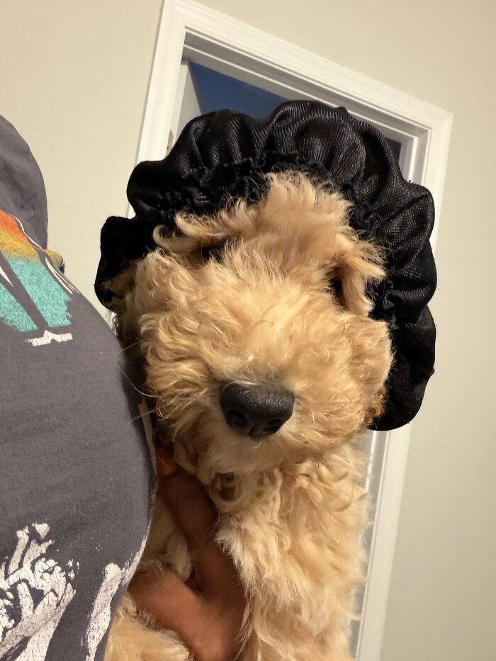 35 Pics Of Spoiled Pets Living Better Than Their Humans, Shared By People On Threads 35 Pics Of Spoiled Pets Living Better Than Their Humans, Shared By People On Threads