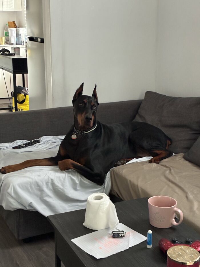 35 Pics Of Spoiled Pets Living Better Than Their Humans, Shared By People On Threads 35 Pics Of Spoiled Pets Living Better Than Their Humans, Shared By People On Threads