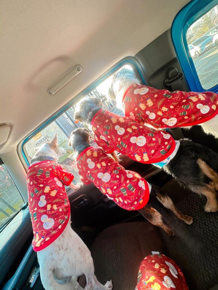 35 Pics Of Spoiled Pets Living Better Than Their Humans, Shared By People On Threads 35 Pics Of Spoiled Pets Living Better Than Their Humans, Shared By People On Threads