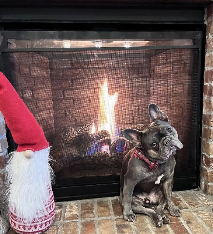 35 Pics Of Spoiled Pets Living Better Than Their Humans, Shared By People On Threads 35 Pics Of Spoiled Pets Living Better Than Their Humans, Shared By People On Threads