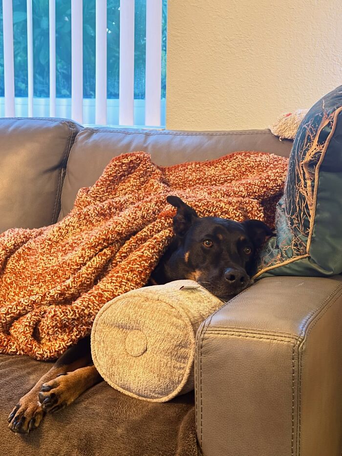 35 Pics Of Spoiled Pets Living Better Than Their Humans, Shared By People On Threads 35 Pics Of Spoiled Pets Living Better Than Their Humans, Shared By People On Threads