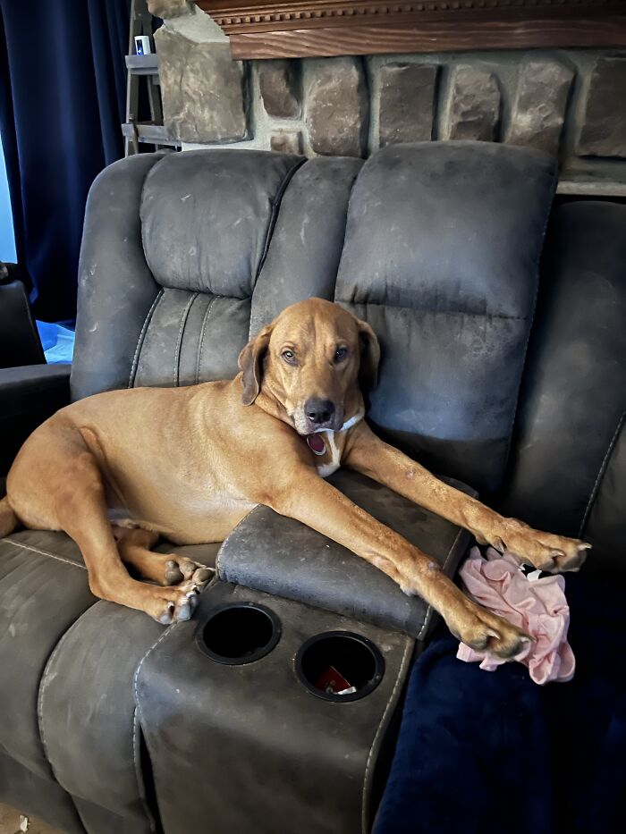 35 Pics Of Spoiled Pets Living Better Than Their Humans, Shared By People On Threads 35 Pics Of Spoiled Pets Living Better Than Their Humans, Shared By People On Threads