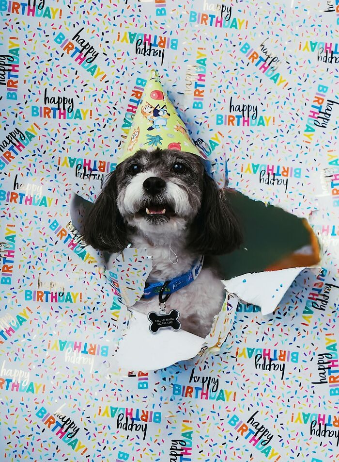 35 Pics Of Spoiled Pets Living Better Than Their Humans, Shared By People On Threads 35 Pics Of Spoiled Pets Living Better Than Their Humans, Shared By People On Threads