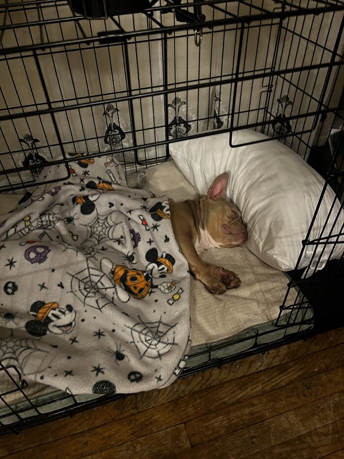 35 Pics Of Spoiled Pets Living Better Than Their Humans, Shared By People On Threads 35 Pics Of Spoiled Pets Living Better Than Their Humans, Shared By People On Threads