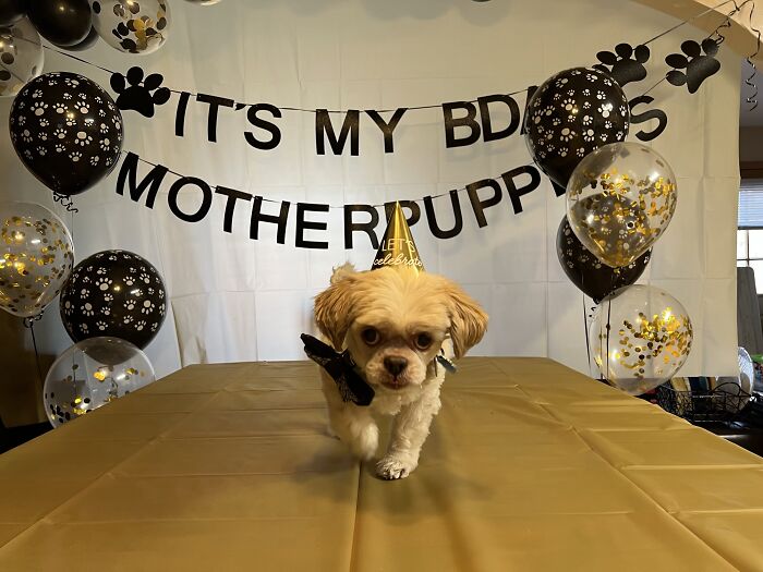 35 Pics Of Spoiled Pets Living Better Than Their Humans, Shared By People On Threads 35 Pics Of Spoiled Pets Living Better Than Their Humans, Shared By People On Threads