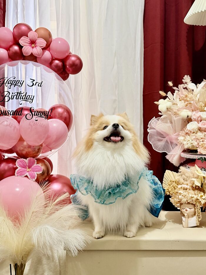 35 Pics Of Spoiled Pets Living Better Than Their Humans, Shared By People On Threads 35 Pics Of Spoiled Pets Living Better Than Their Humans, Shared By People On Threads