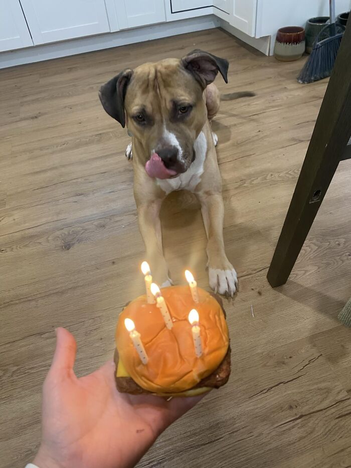 35 Pics Of Spoiled Pets Living Better Than Their Humans, Shared By People On Threads 35 Pics Of Spoiled Pets Living Better Than Their Humans, Shared By People On Threads