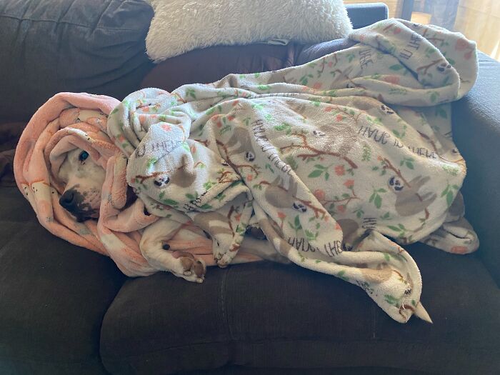 35 Pics Of Spoiled Pets Living Better Than Their Humans, Shared By People On Threads 35 Pics Of Spoiled Pets Living Better Than Their Humans, Shared By People On Threads