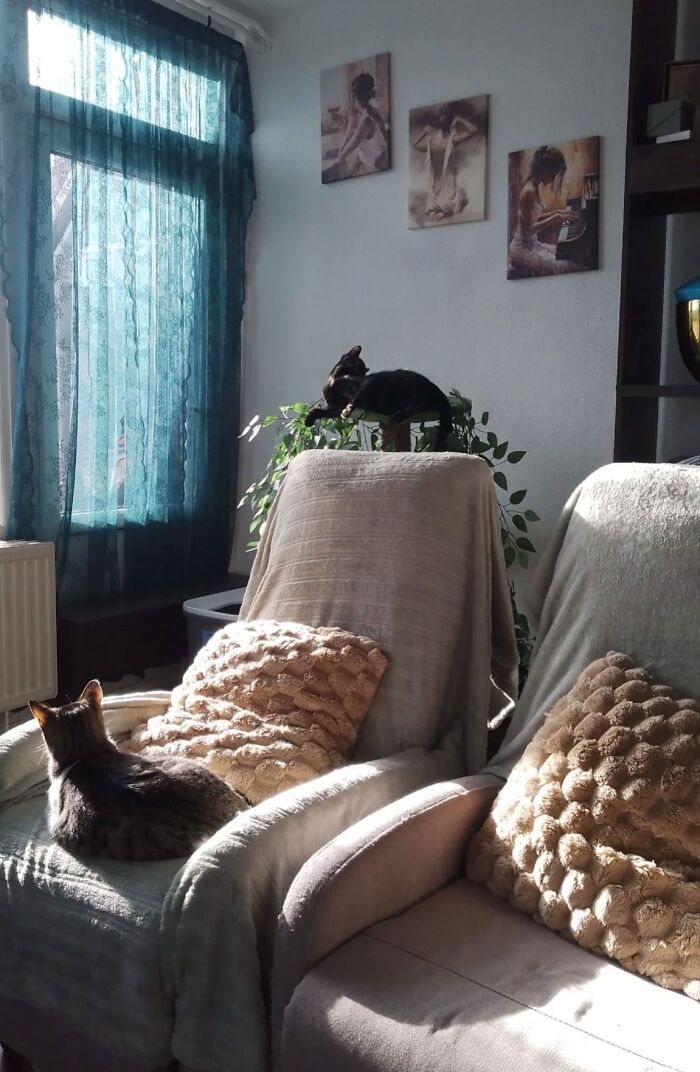 35 Pics Of Spoiled Pets Living Better Than Their Humans, Shared By People On Threads 35 Pics Of Spoiled Pets Living Better Than Their Humans, Shared By People On Threads