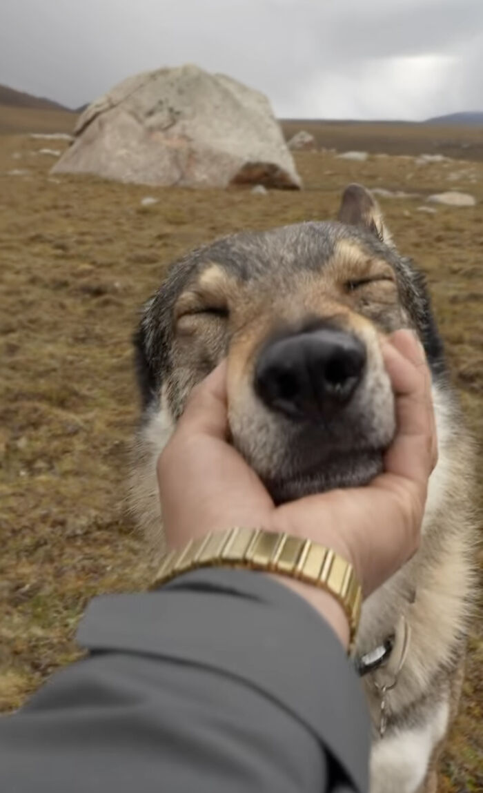 The Wild Adventures Of Zheng And His Wolf Dog Fres Are Winning Hearts Online The Wild Adventures Of Zheng And His Wolf Dog Fres Are Winning Hearts Online